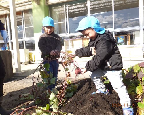 いもほりかずきこうだい