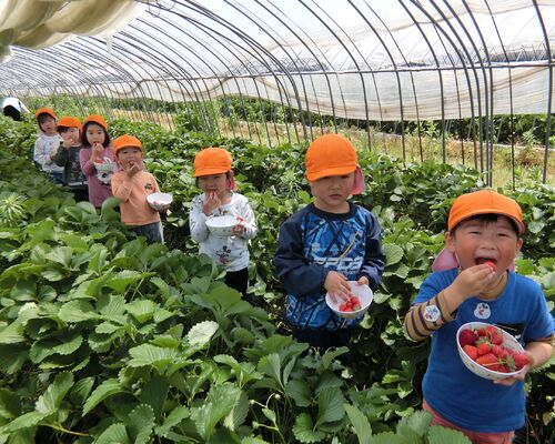 きりんいちご狩り