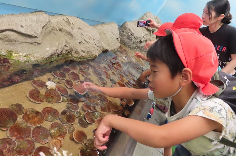 ホタテ捕まえた