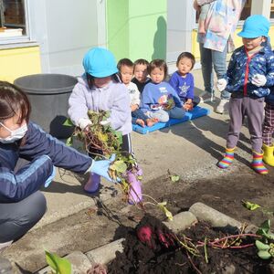 ゆうり　さつまいも