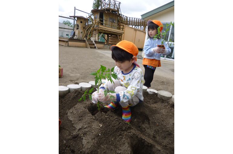 トマト苗　ともや