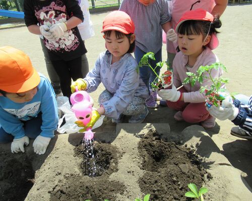 トマト植え