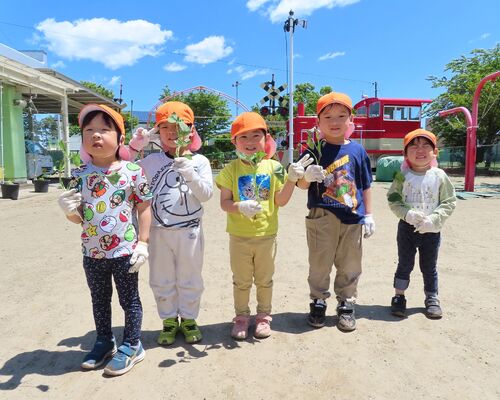 さつまいも苗植え