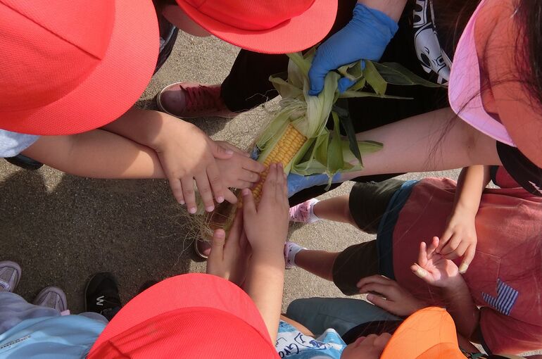 トウモロコシ表紙