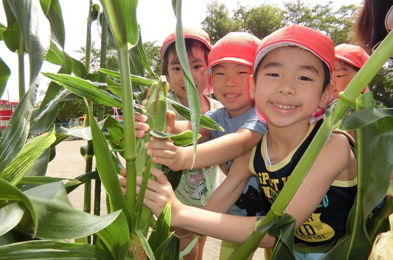 トウモロコシ２