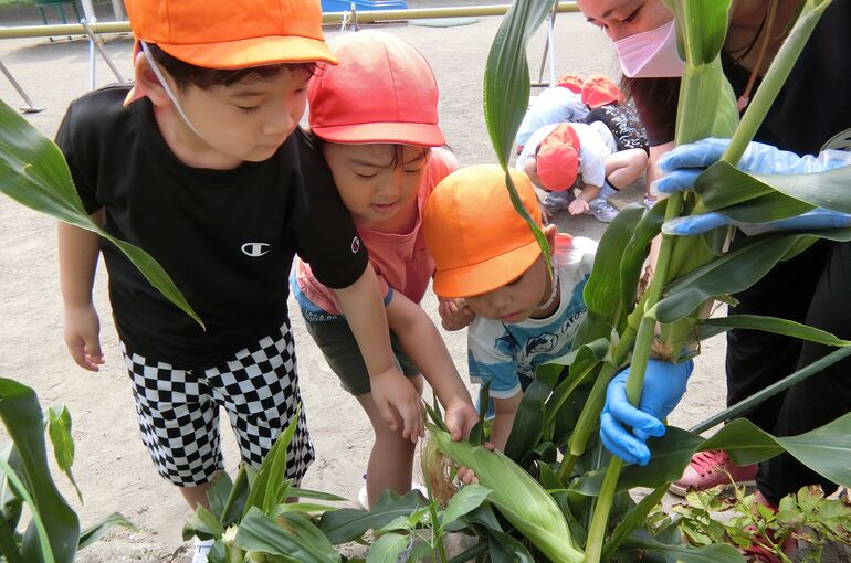 トウモロコシ３