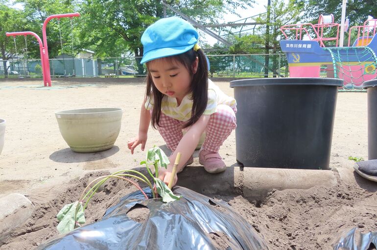 さつまいも苗植えみな